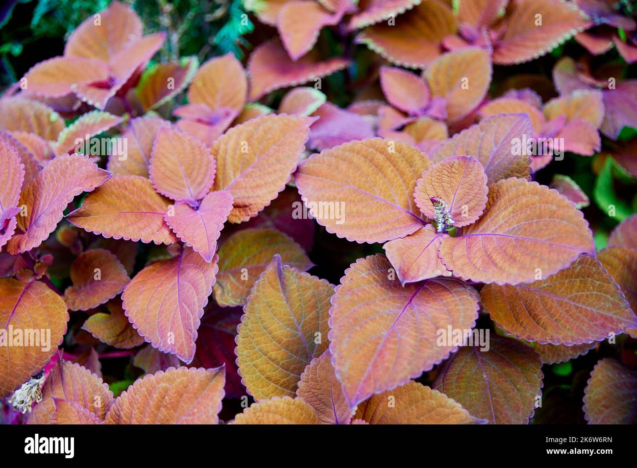 Foglie colorate di Coleus con altro fogliame Foto Stock