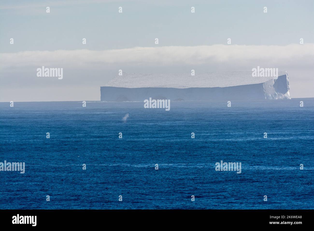 balena soffia di fronte a un grande iceberg tabulare (tavolo) nell'oceano meridionale al largo della penisola antartica. antartide Foto Stock