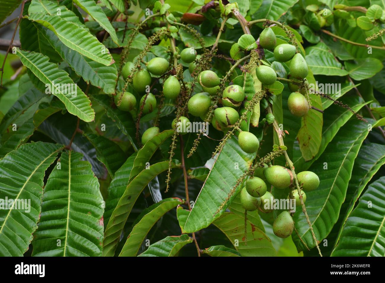 Matoa frutta appesa all'albero. Java, Indonesia. Foto Stock