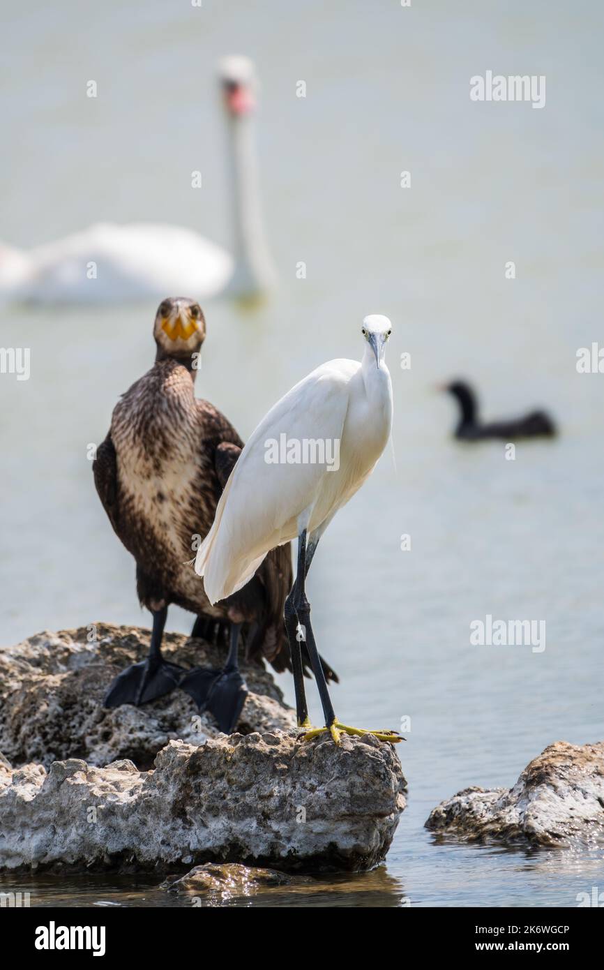 Airone bianco piccolo, o airone piccolo, garzetta di Egretta, e cormorano grande, carbo di Phalacrocorax, seduto su una scogliera e alla ricerca di pesci in wat poco profondo Foto Stock