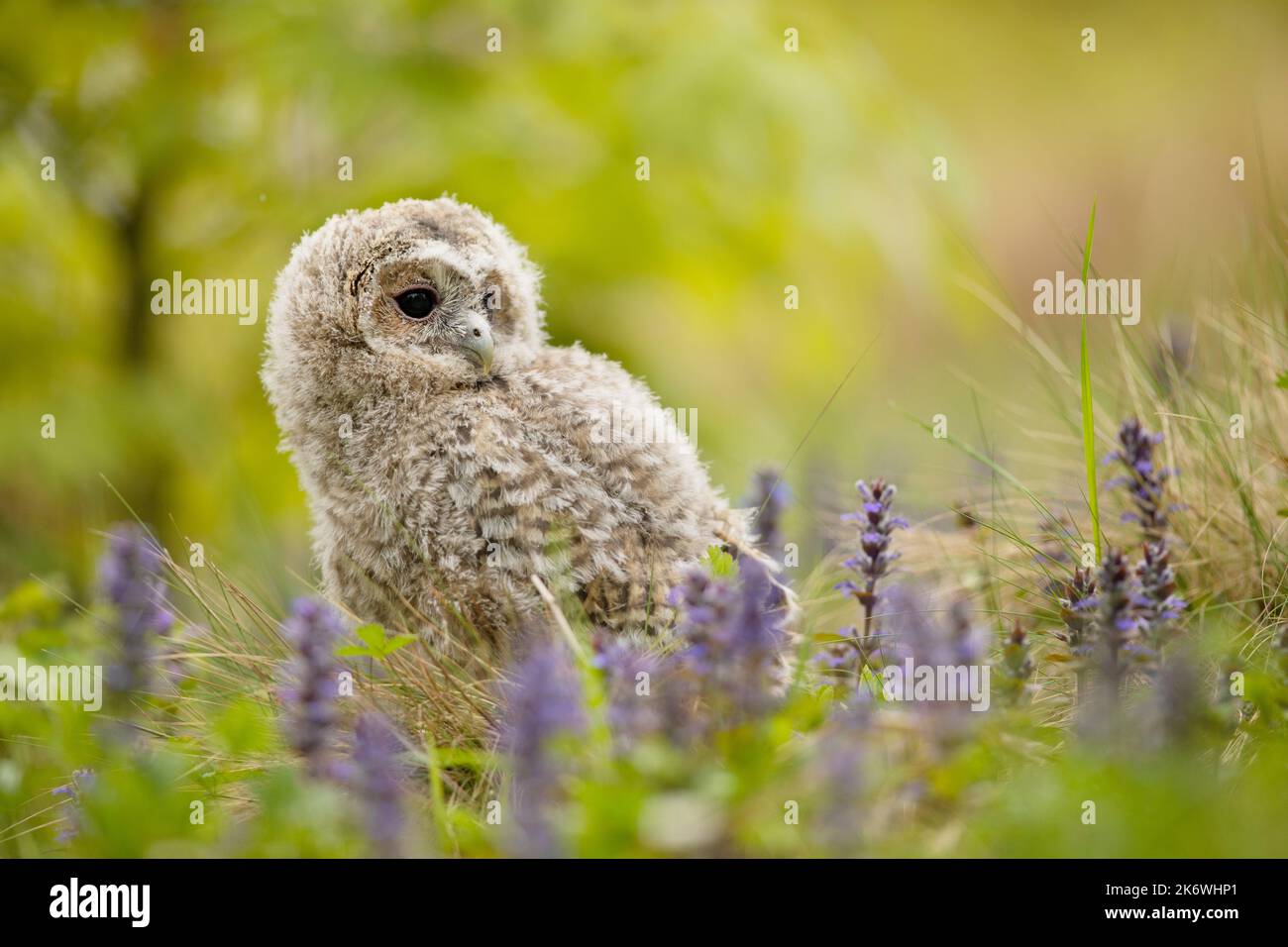 Tawny Owl - Strix aluco - giovanile appena fuori dal nido. repubblica Ceca. Prato verde con sfondo floreale Foto Stock