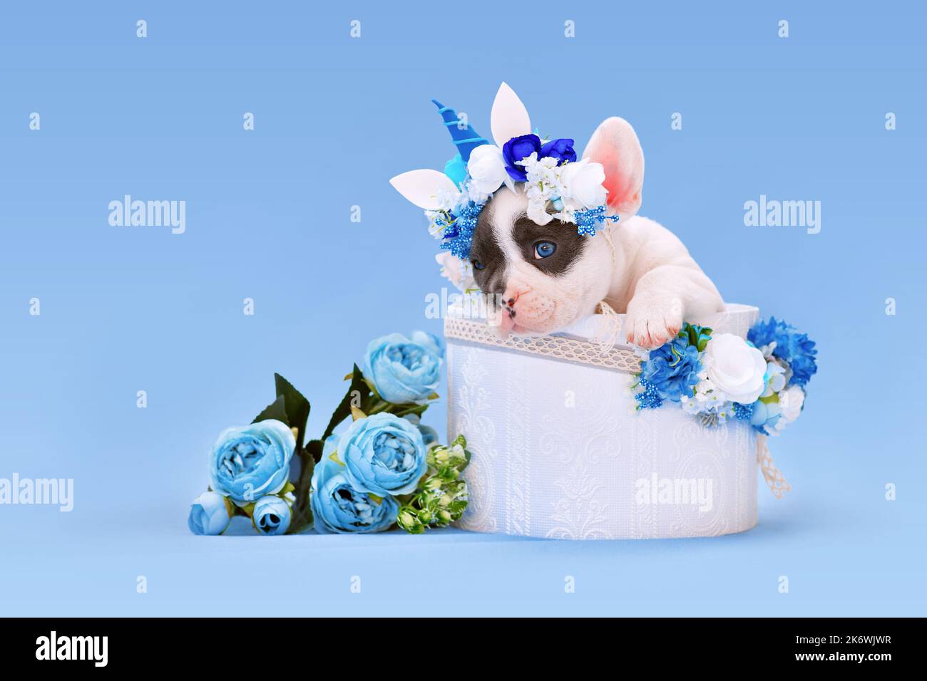 Cucciolo di cane Bulldog francese con fascia unicorno con corno che sbircia fuori scatola con fiori su sfondo blu Foto Stock