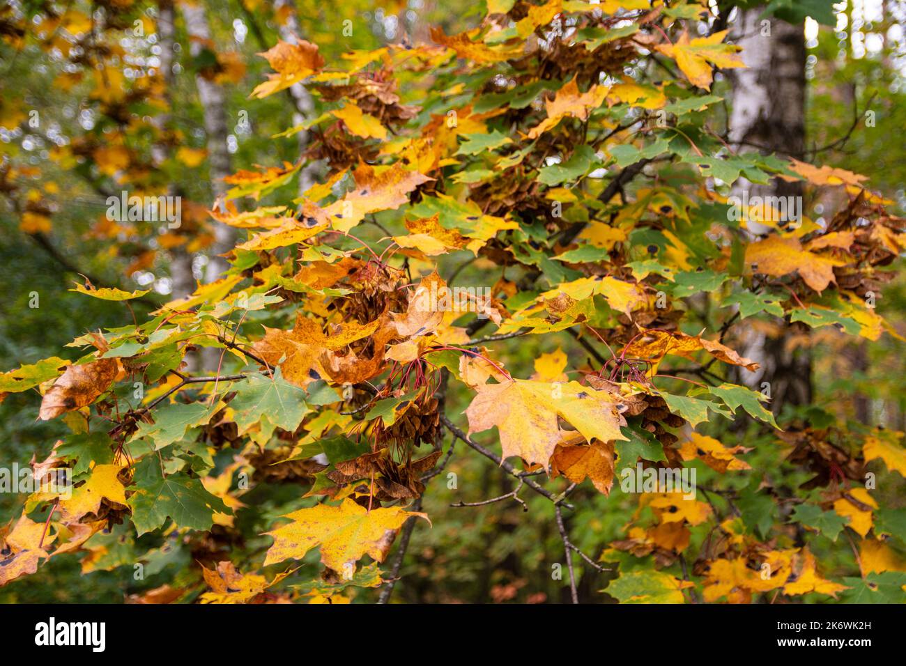 Foglie autunnali su alberi e terreno nella foresta in una giornata di sole limpide. Foto Stock