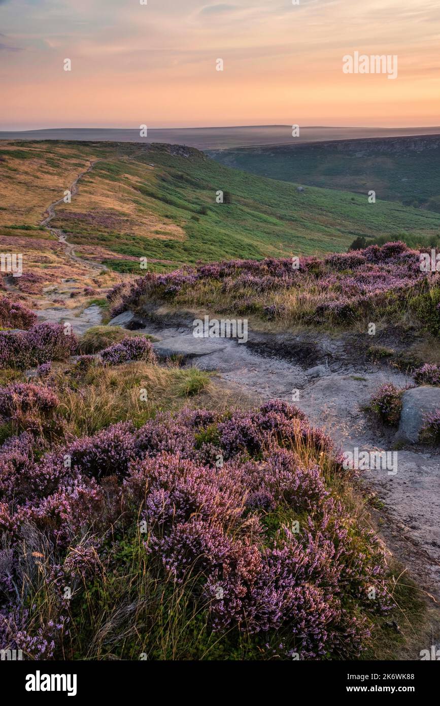 Incredibile alba in tarda estate nel Peak District su campi di erica in piena fioritura intorno a Higger Tor e Burbage Edge Foto Stock