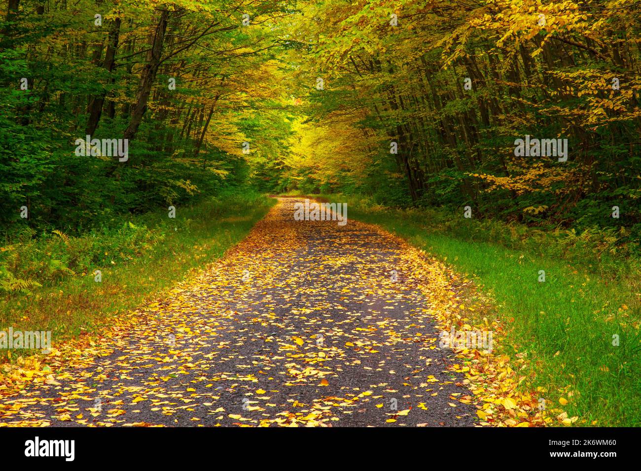 Una strada rurale che attraversa una foresta autunnale nelle Pocono Mountains della Pennsylvania Foto Stock