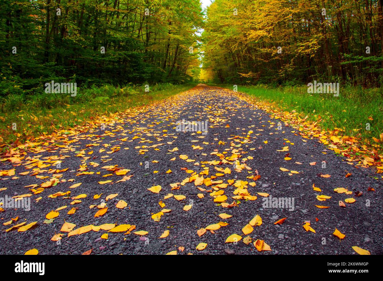 Una strada rurale che attraversa una foresta autunnale nelle Pocono Mountains della Pennsylvania Foto Stock