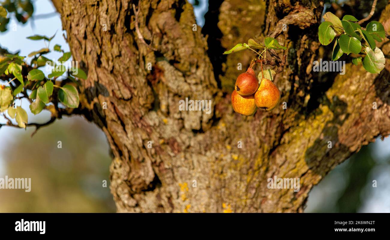 Maturazione frutta su pero Foto Stock