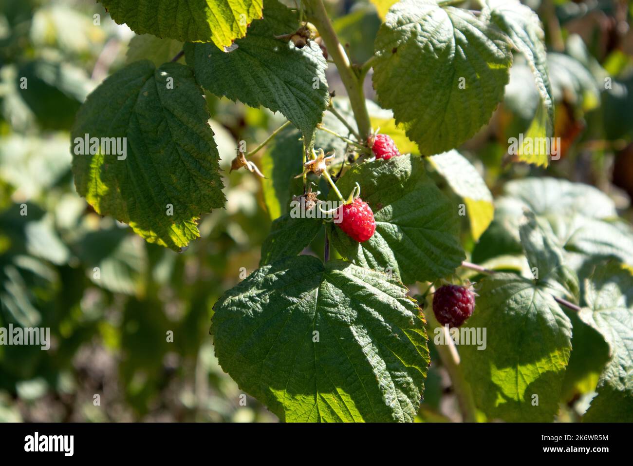 Rasberry su fresco ramo verde giorno di sole in giardino Foto Stock