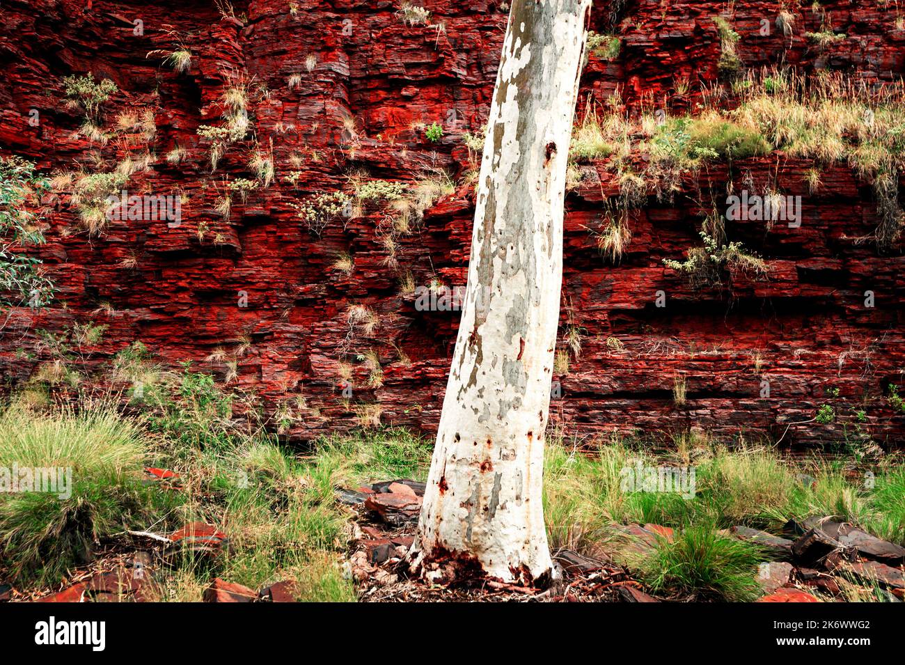 Albero gengivale bianco di fronte a una parete di roccia rossa nel Parco Nazionale di Karijini. Foto Stock
