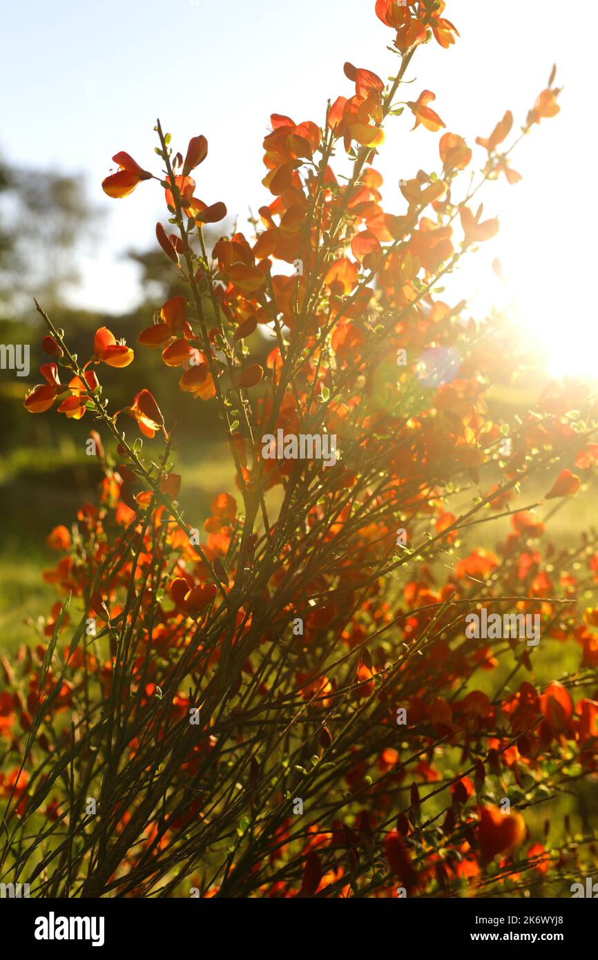 Cytisus scoparius fioritura primaverile bush con red/ fiore giallo Foto Stock