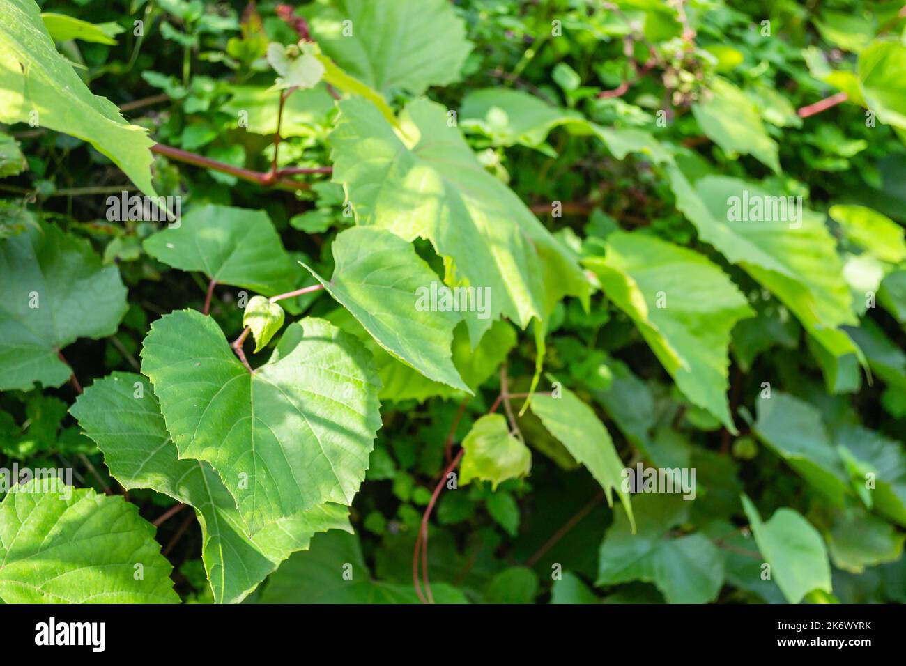 Foglie verdi di vite selvatica. Foglie verdi di una vite selvaggia, illuminate dall'autunno, sole pomeridiano. Foto Stock