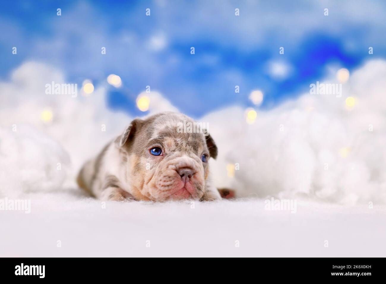 Merle cucciolo di cane Bulldog francese tra nuvole soffici Foto Stock
