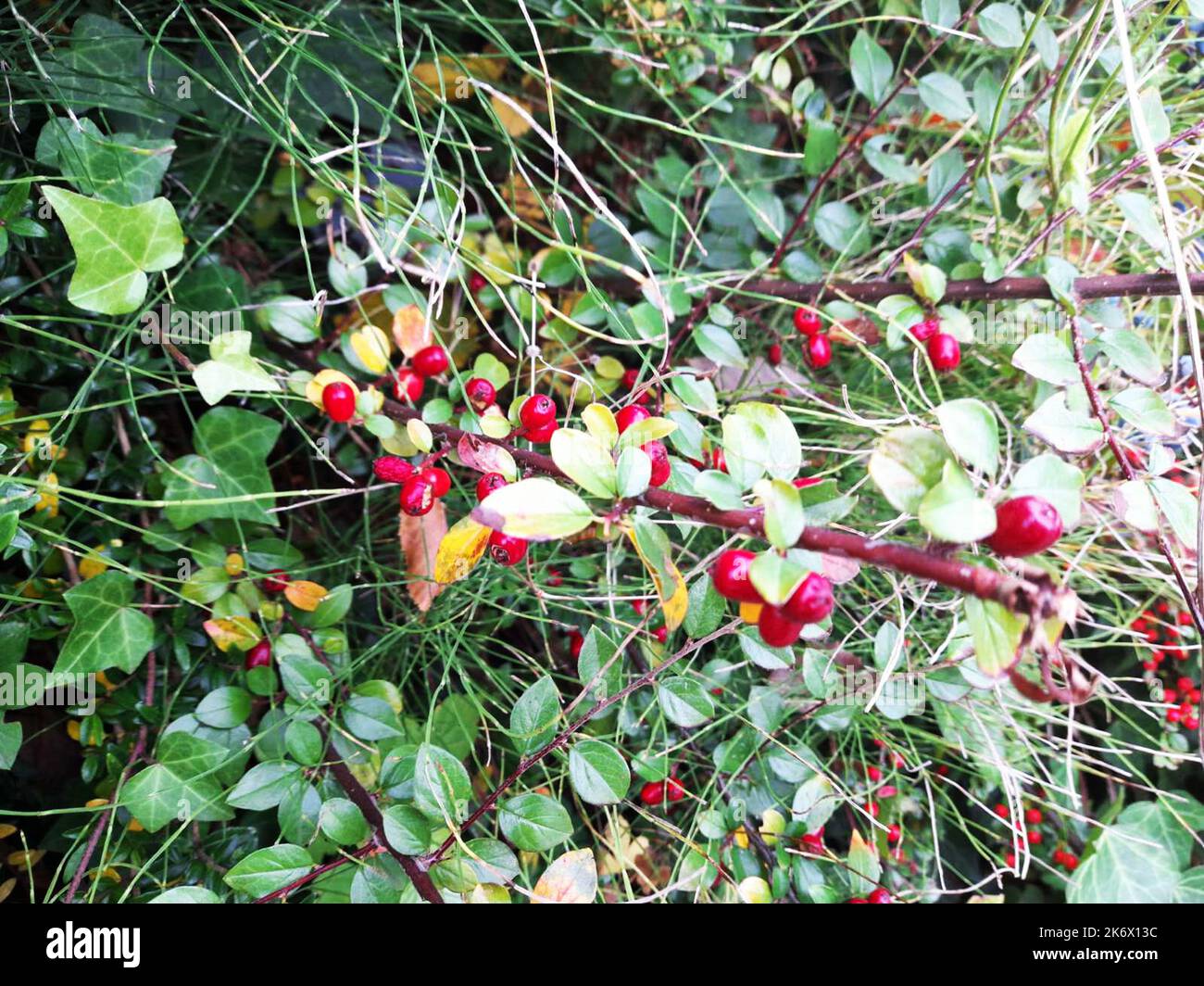 Un cespuglio di barbacche con foglie verdi e bacche rosse. Una bella pianta ed erba nella foresta autunnale. Foto Foto Stock