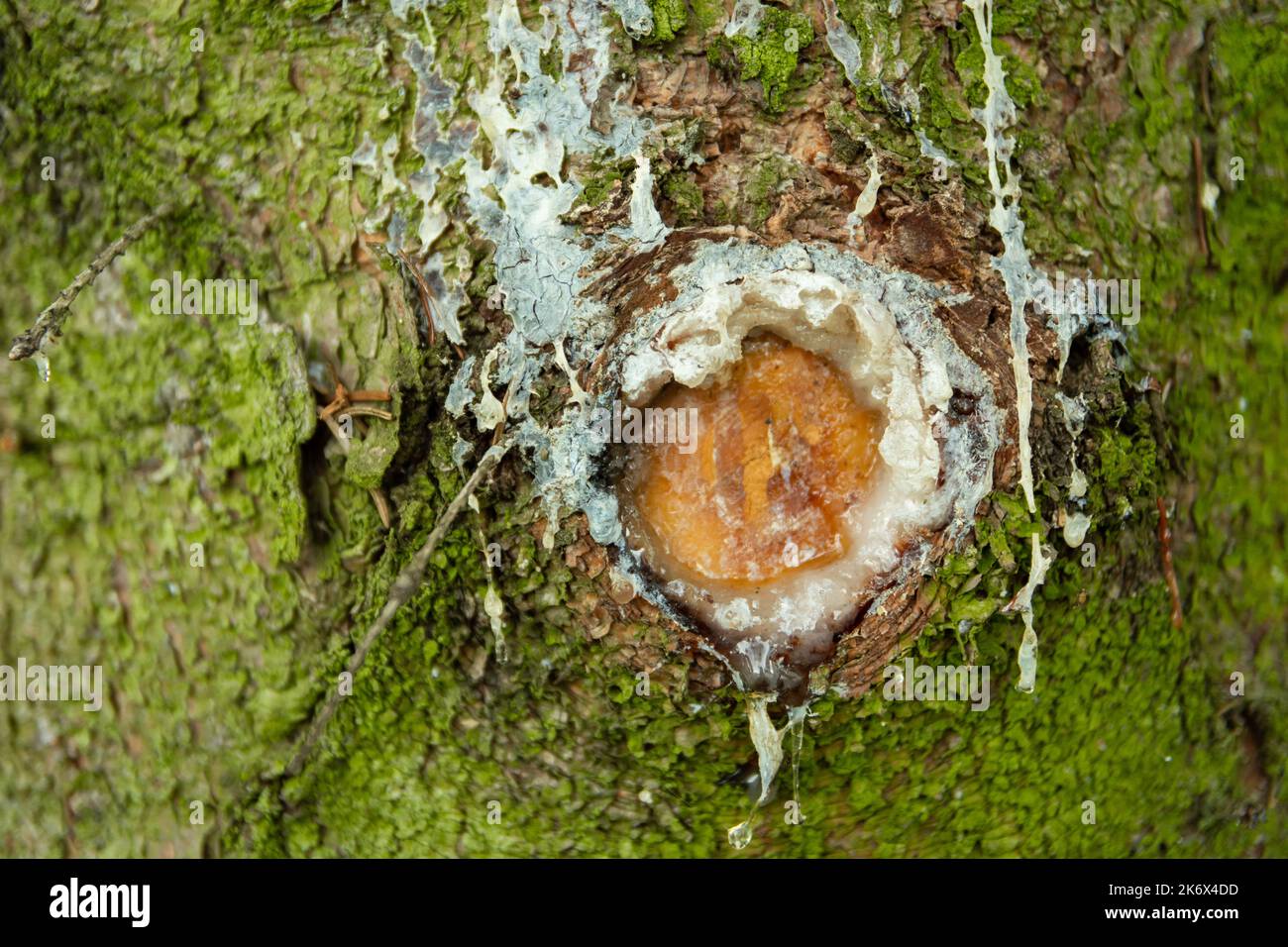 Resina bianca su un albero, primo piano sul tronco Foto Stock