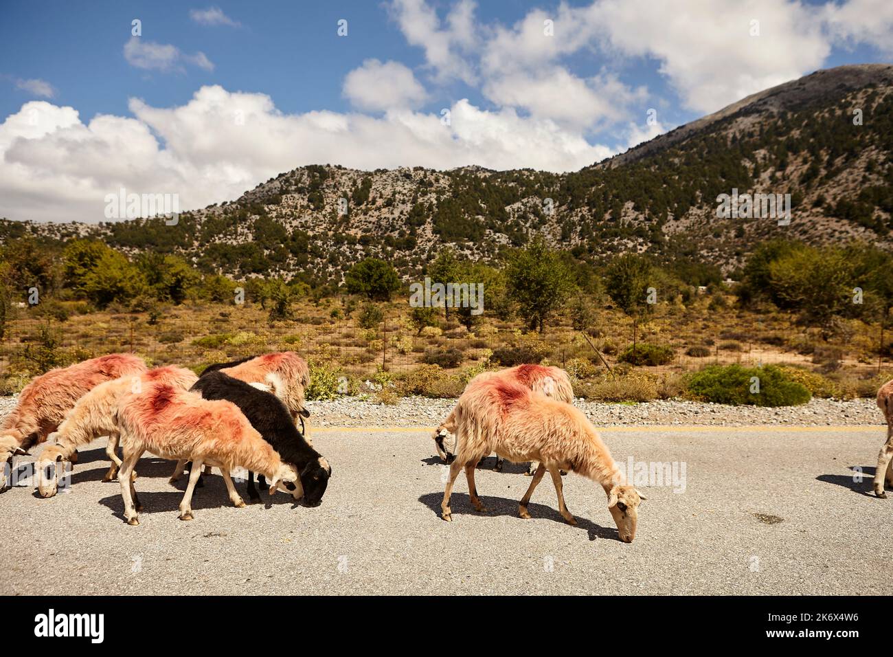 Pecora a Omalos Creta Grecia, ha segnato pecora contro il furto di animali Foto Stock