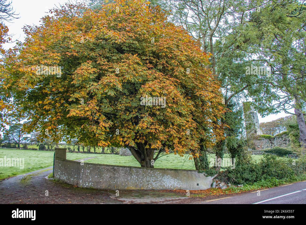 Autumn Horse Chestnut Tree at Mahon Abbey, vicino Courtmacsherry, Co. Sughero Foto Stock