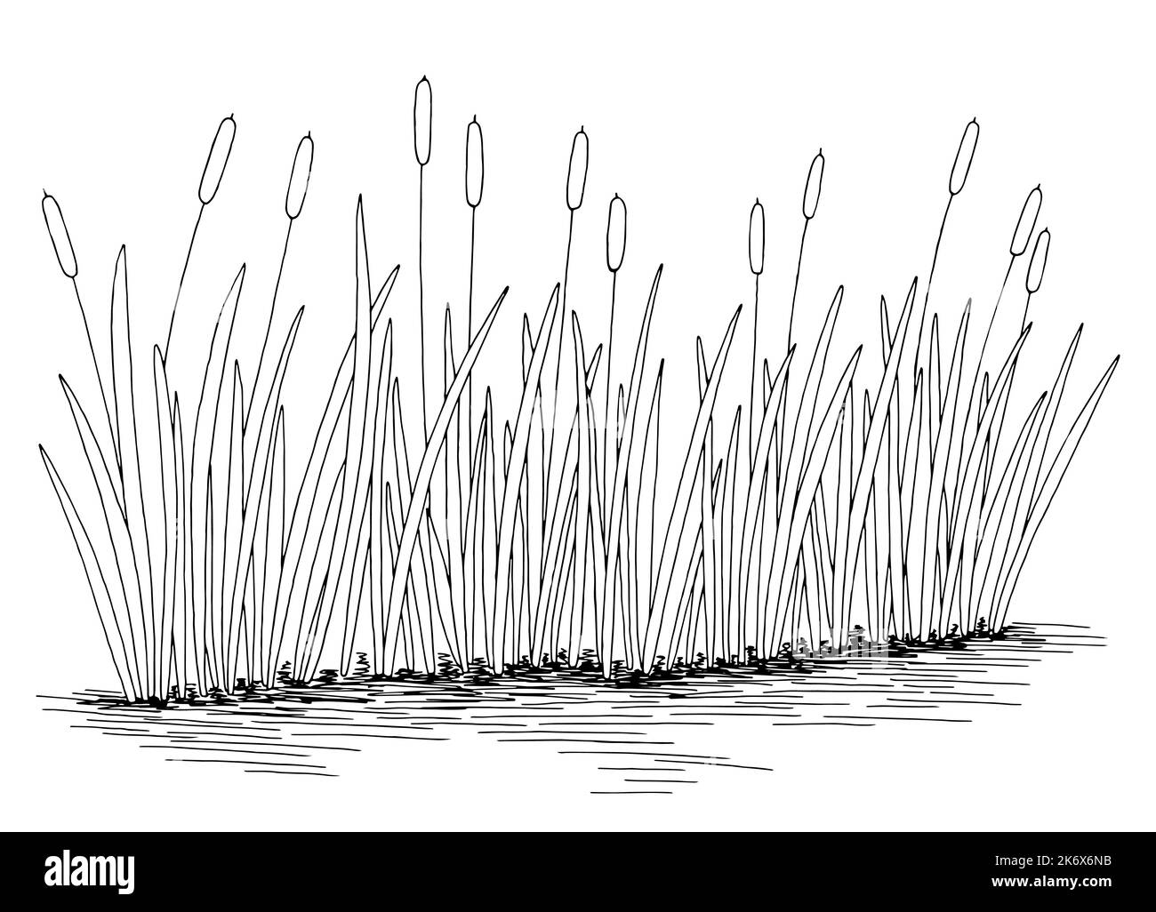 Reed cattail stagno grafico nero bianco lago isolato schizzo vettore di illustrazione Illustrazione Vettoriale