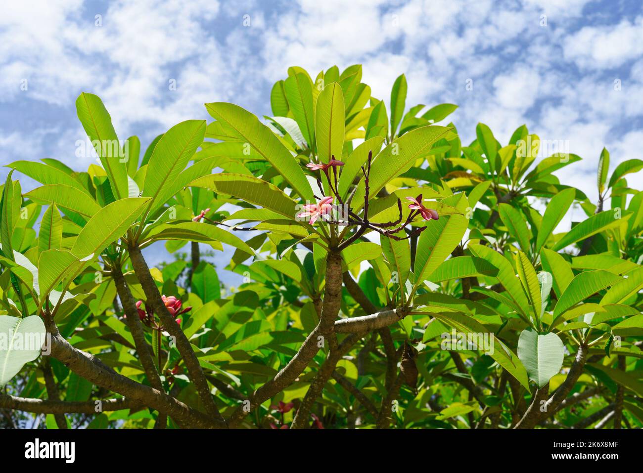 Molti fiori di rubra di plumeria bianca contro lo sfondo verde delle foglie Foto Stock