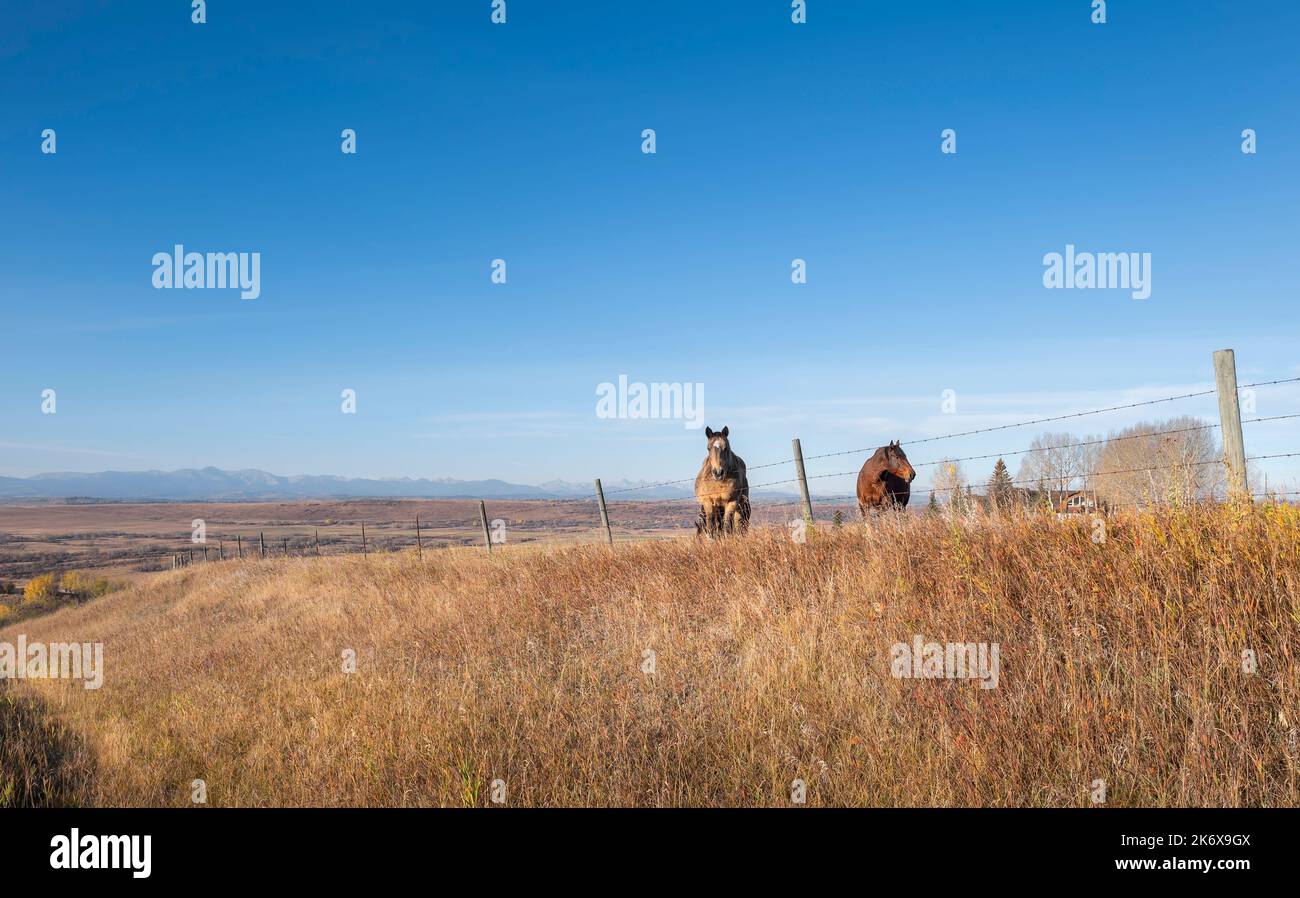 Due cavalli sono in piedi su una cresta dietro una recinzione di filo spinato vicino alla città di Cochrane, Alberta, Canada Foto Stock
