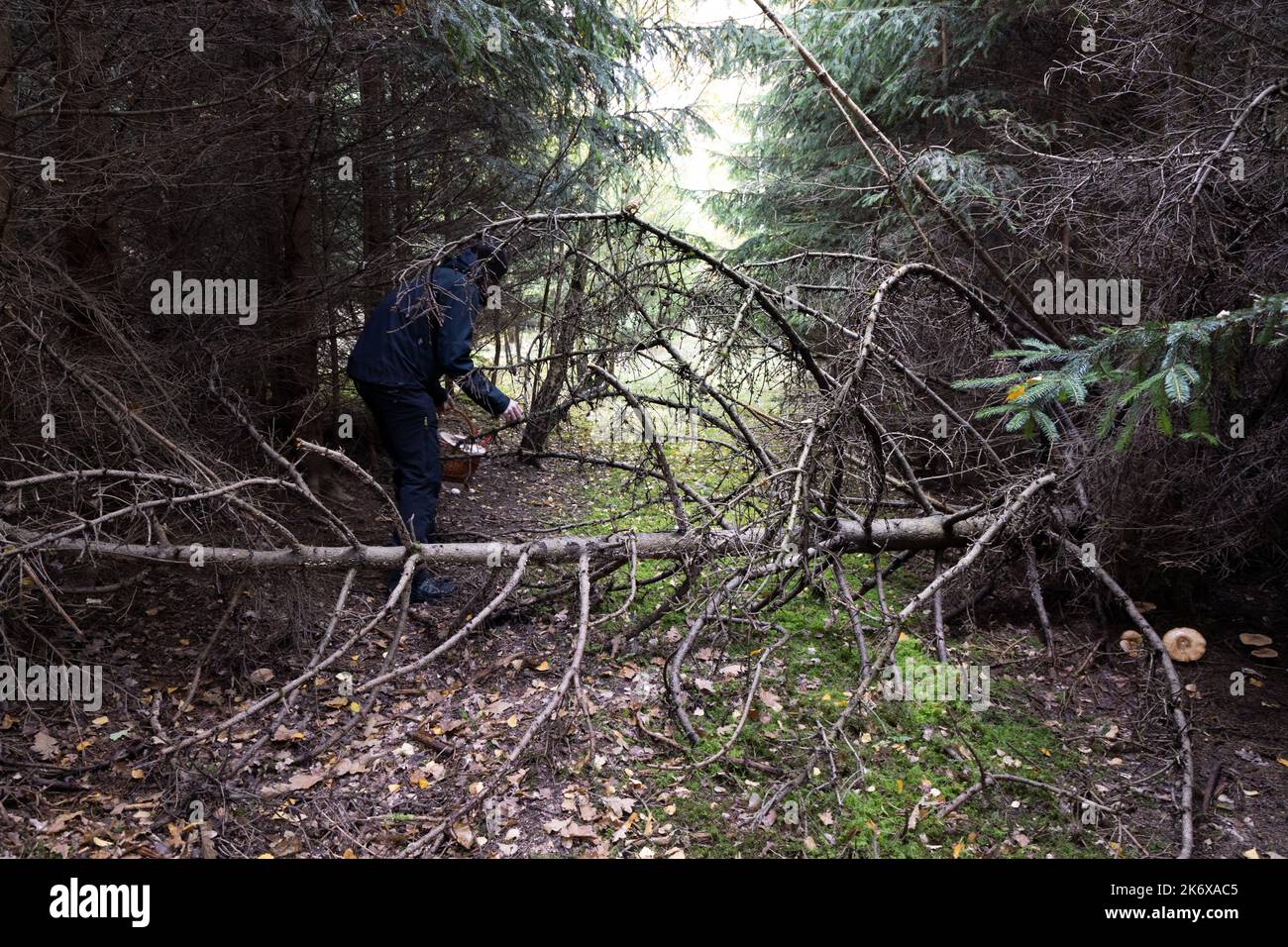 persona nella foresta alla ricerca di funghi con un cestino. Foto di alta qualità Foto Stock