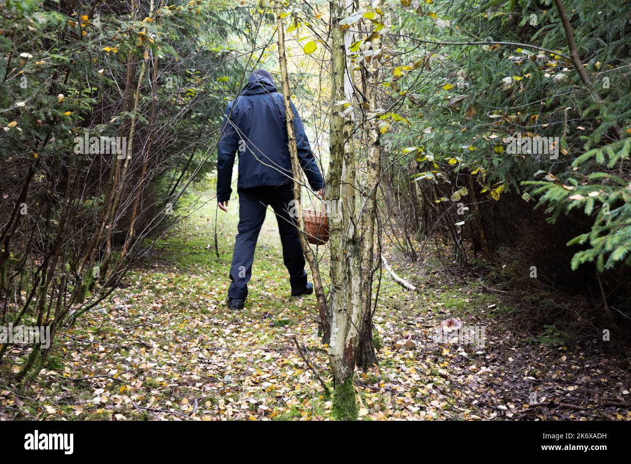 un uomo nella foresta di betulla alla ricerca di funghi con un cesto. Foto di alta qualità Foto Stock