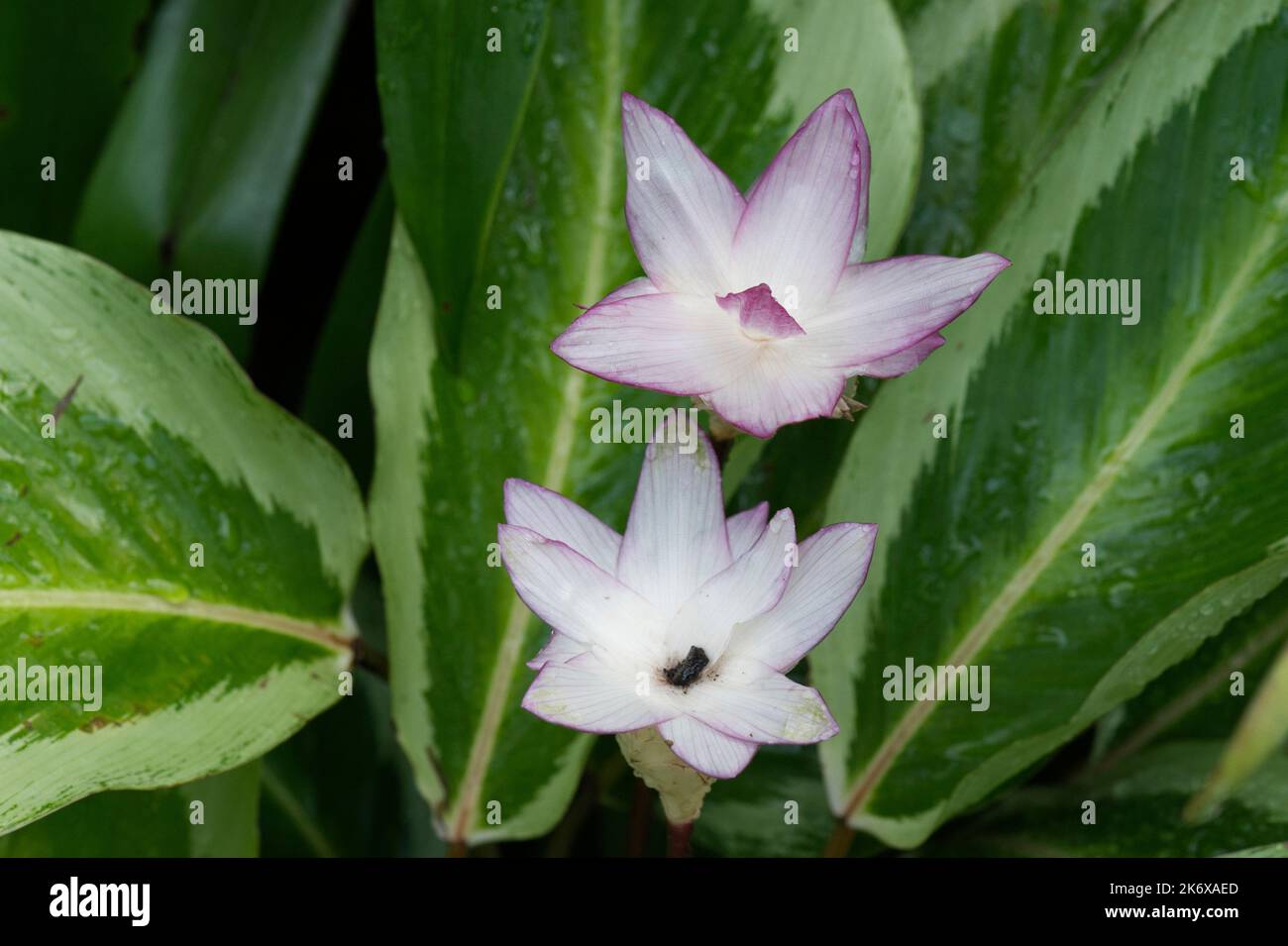 Curcuma alismatifolia a Kew Gardens Foto Stock