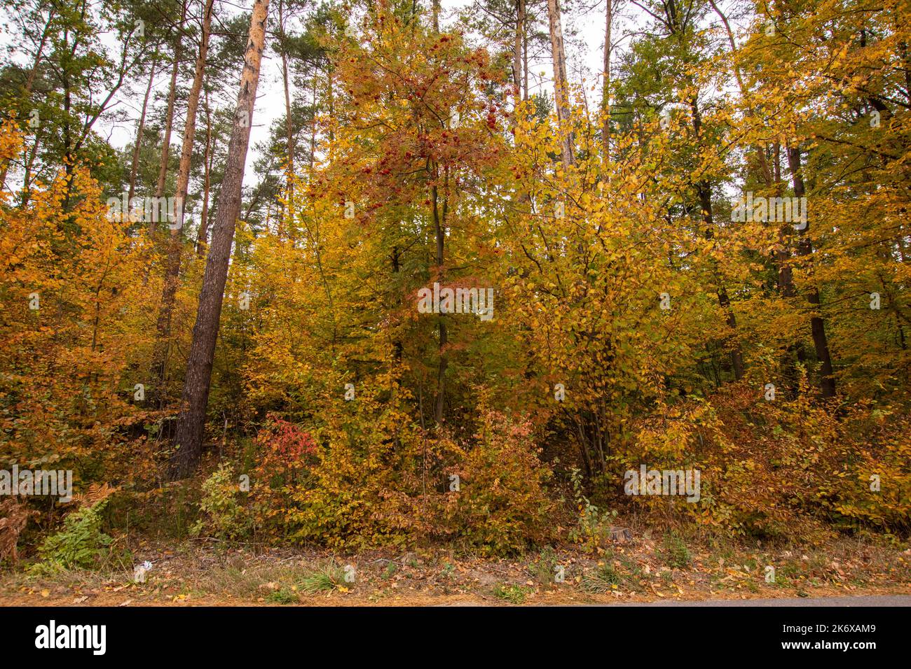 Autunno multicolore foresta selvaggia in un caldo e soleggiato giorno autunnale. Foto Stock