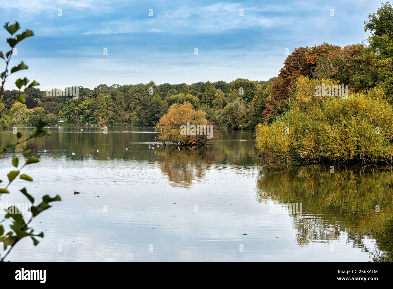 Il lago e gli alberi nel Mote Park a Maidstone, Kent Foto Stock