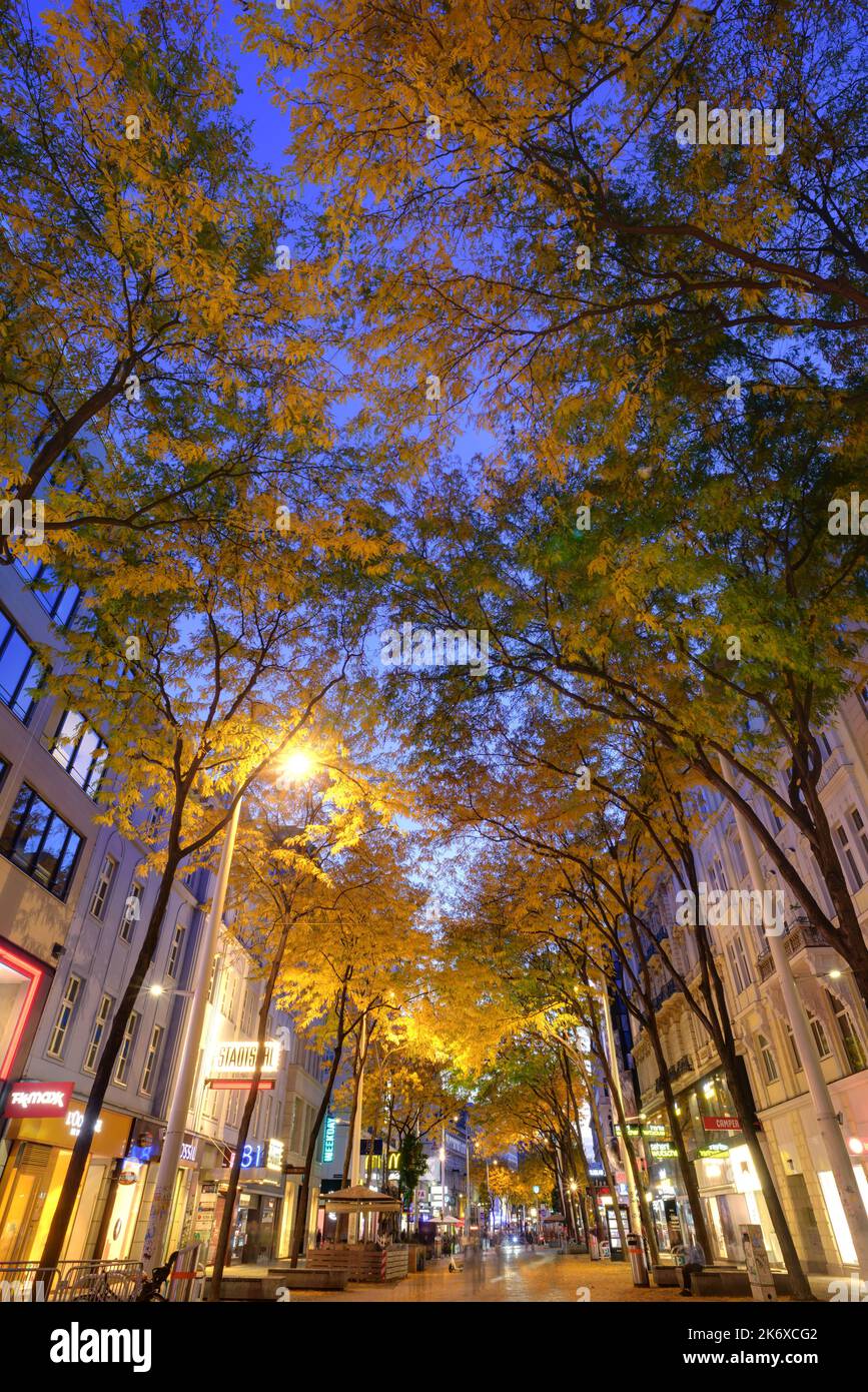 Wien, Mariahilferstraße im Herbst, Allee, Säulengleditdschie // Vienna, Mariahilfer Strasse in autunno, Gleditsia triacanthos 'Skyline' Foto Stock