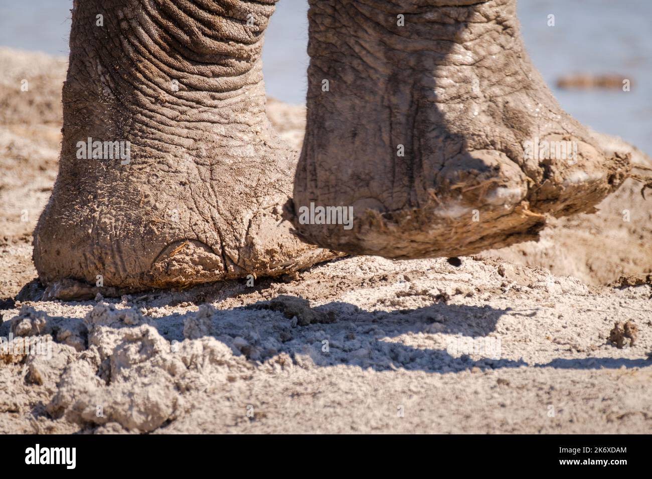 I piedi dell'elefante (Loxodonta africana) si avvicinano, mostrando dita dei piedi, suole e gamba grande. Nxai Pan, Botswana, Africa Foto Stock