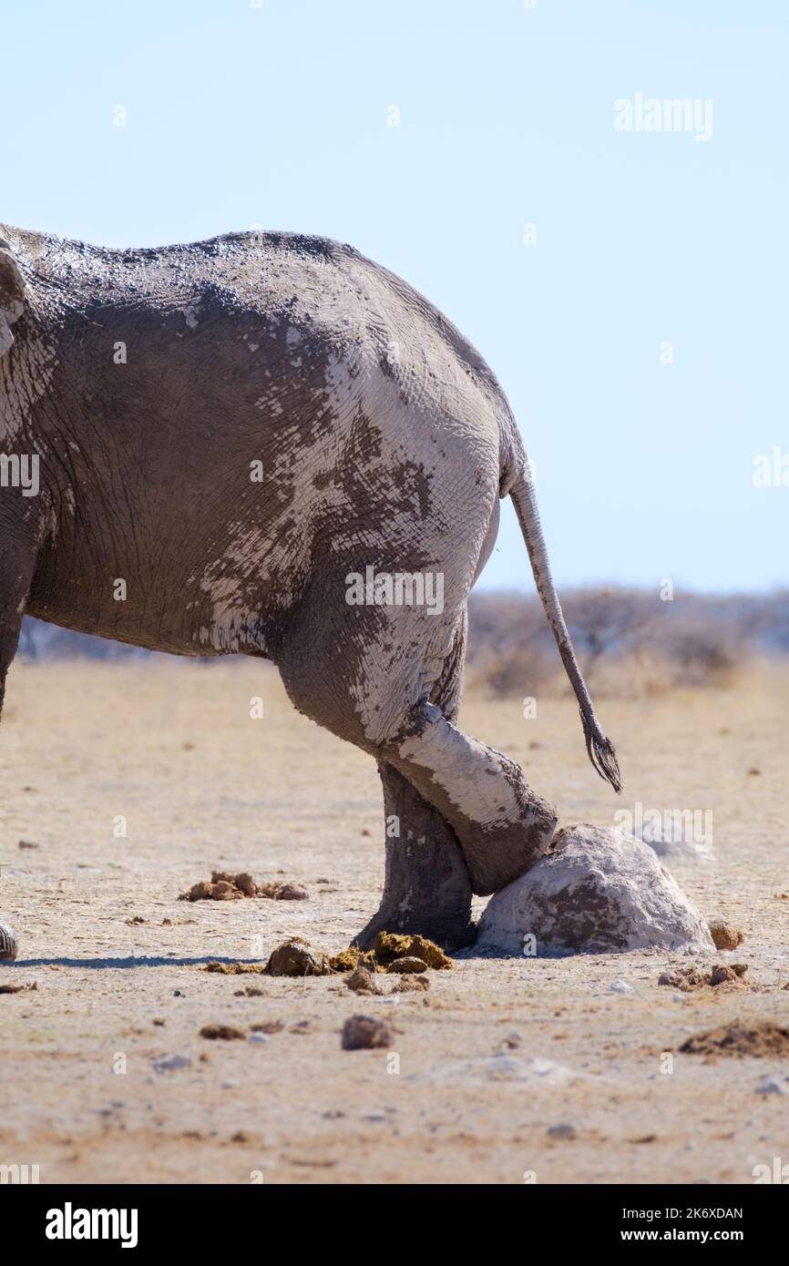 Elephant (Loxodonta africana) appoggia la gamba posteriore su una collina di termite, monte. Nxai Pan, Botswana, Africa Foto Stock