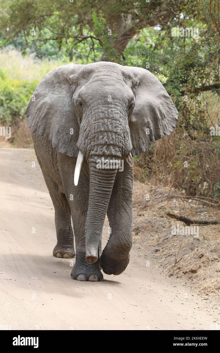 TARANGIRE PARK TANZANIA Foto Stock