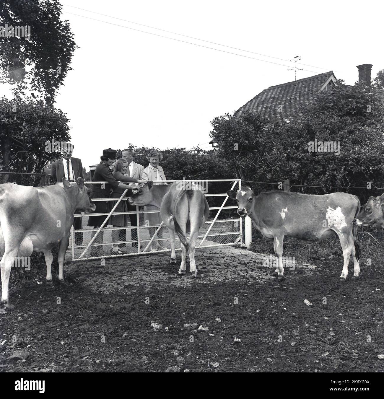 1964, storico, The Farmhouse School, visitatori della scuola in piedi accanto al cancello di un campo, una madre e la sua giovane figlia che accarezzano la testa di una mucca, Bucks, Inghilterra, Regno Unito. Basato a Wendover, l'istituzione educativa conosciuta come la scuola dell'agriturismo, è stato stabilito da Quaker, Isobel Fry intorno a 1900 ed ha avuti allievi da 8 a 18 anni. A prescindere dalla loro età, gli alunni dovevano alzarsi presto ogni giorno perché erano responsabili della cura degli animali e dei doveri generali dell'azienda prima della colazione. Si svolgerebbero poi le lezioni tradizionali della scuola. Foto Stock