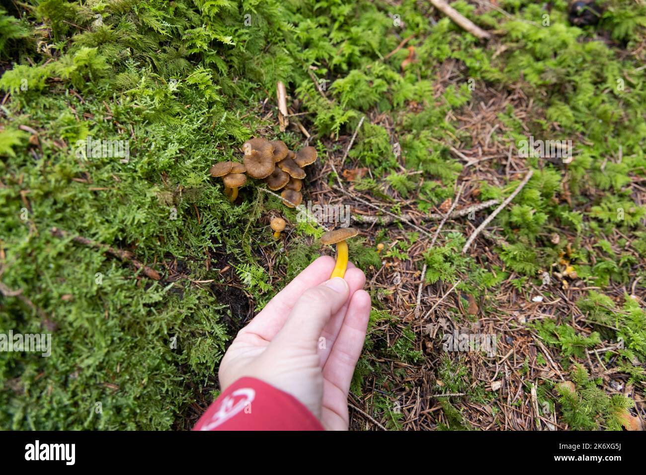 Craterellus tubaeformis, canterelle invernali in una mano di donna. Foto di alta qualità Foto Stock