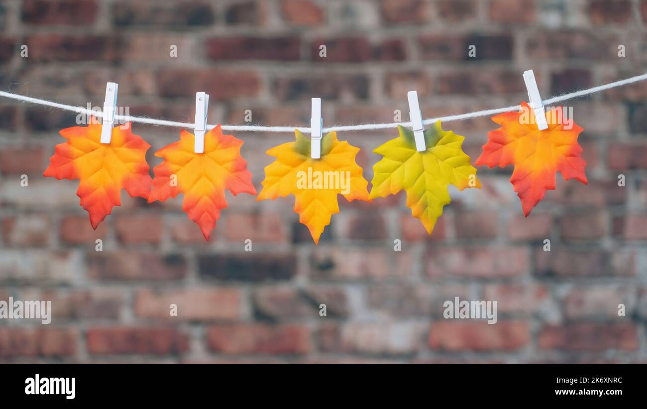 Autunno acero foglie Clothesline e clip su sfondo muro di mattoni. Disposizione piatta, vista dall'alto, spazio di copia, composizione autunnale. Foto Stock