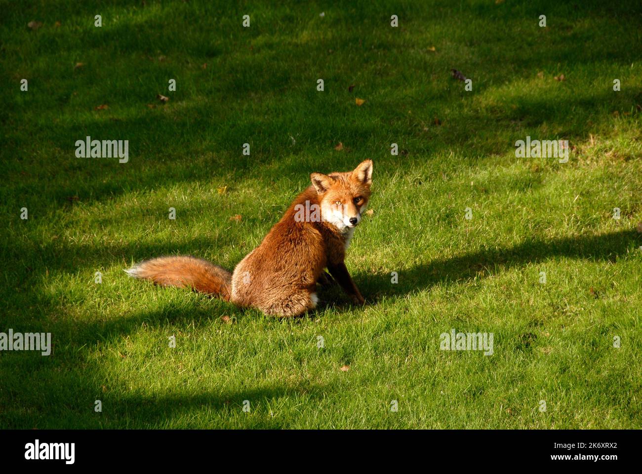 Fox seduta su prato in privato giardino suburbano nazionale, Kent, Inghilterra Foto Stock
