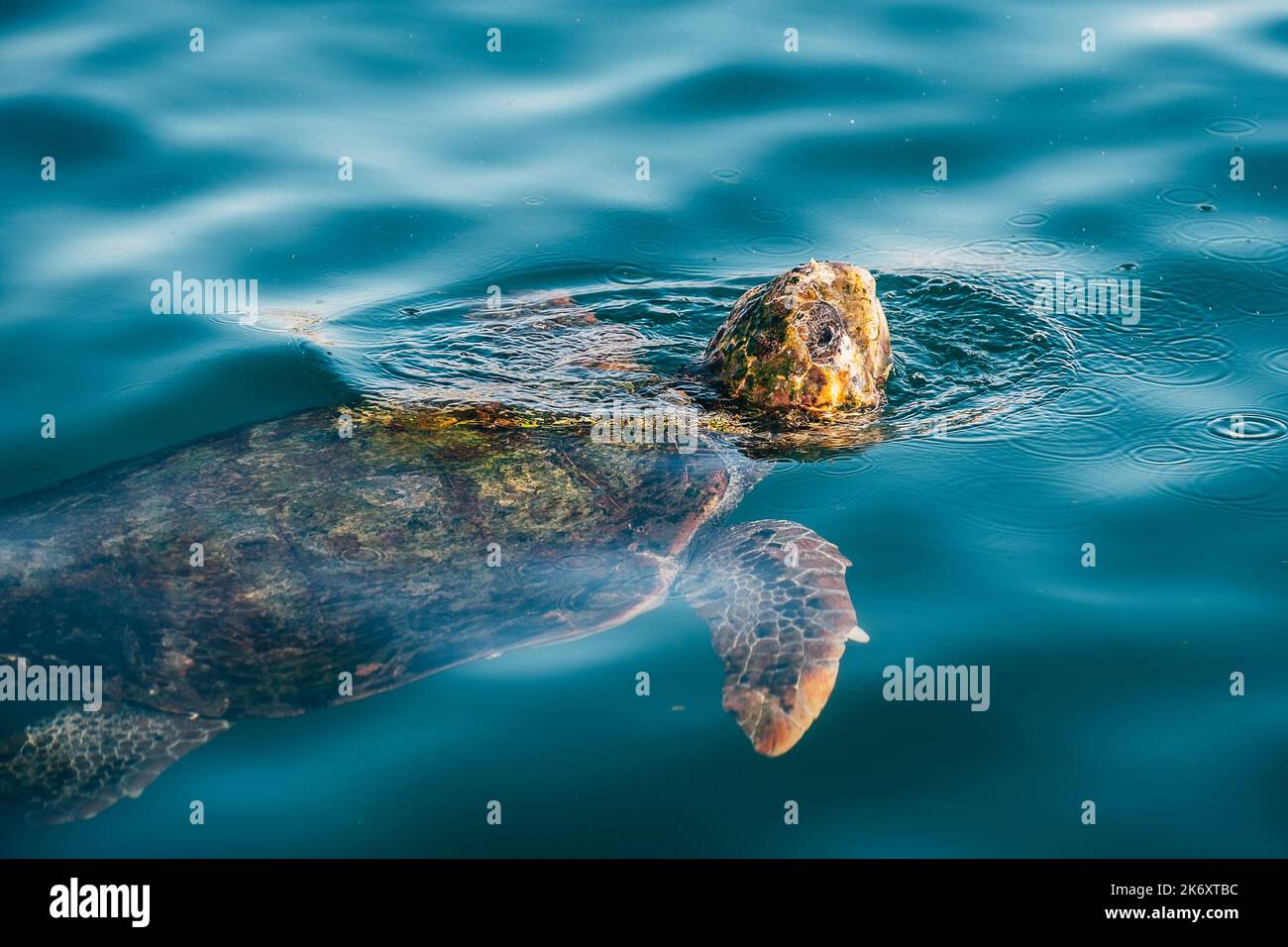 Tartaruga marina testa di loggerhead sott'acqua poi emergendo sopra la superficie d'acqua per catturare l'aria fresca sorso. Bellezza nella natura concetto foto sull'isola di Cefalonia, Grecia Foto Stock