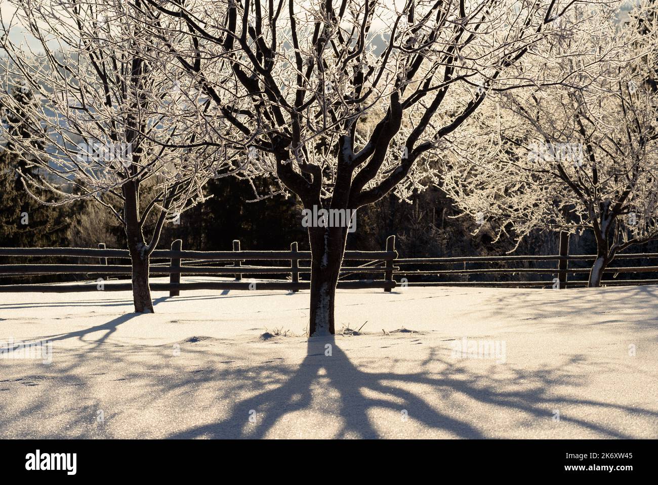 Paesaggio invernale con gelo sugli alberi alla luce del sole Foto Stock