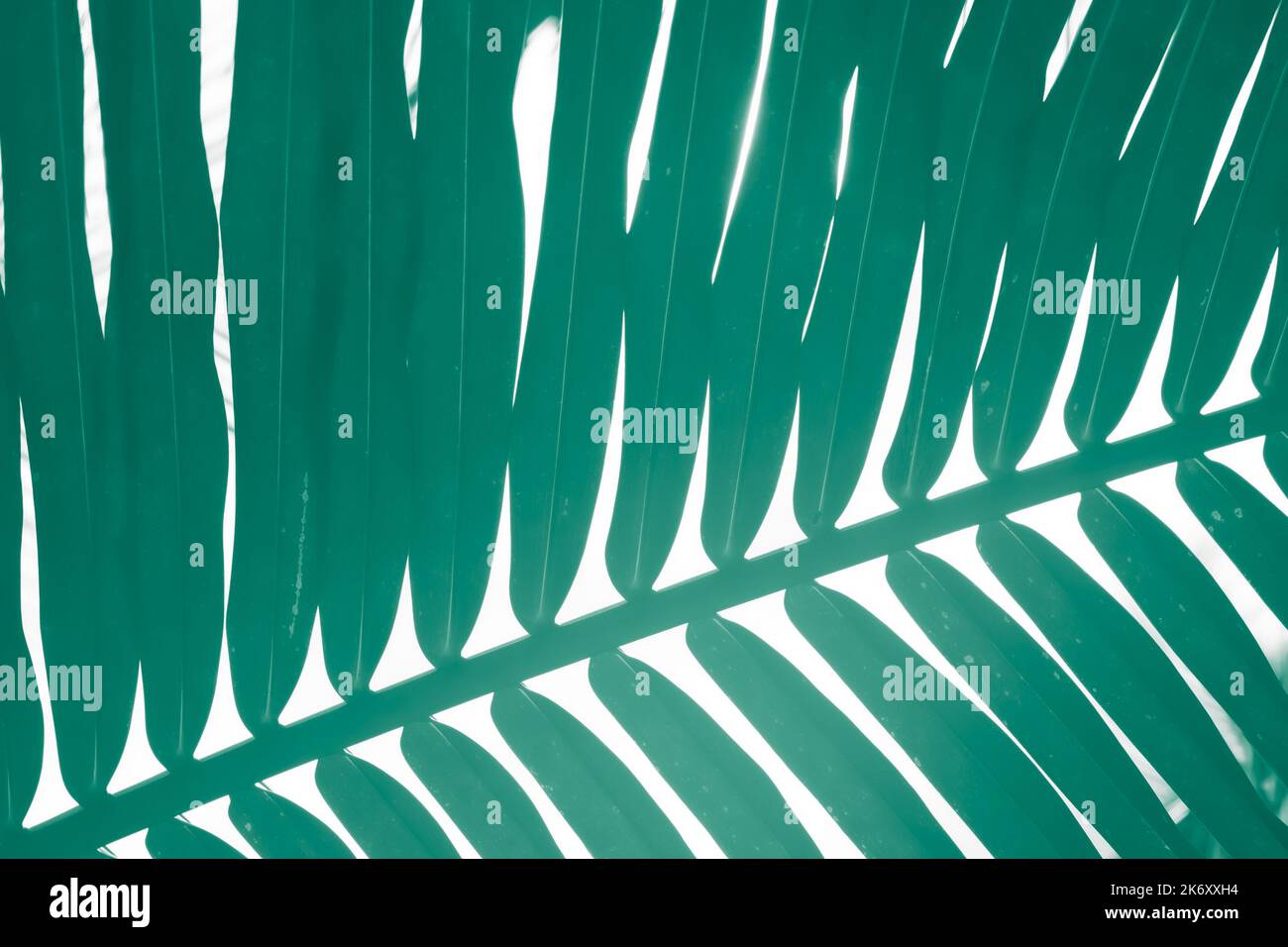 Foglia di palma verde, primo piano. Texture, modello per la stampa. Foto Stock