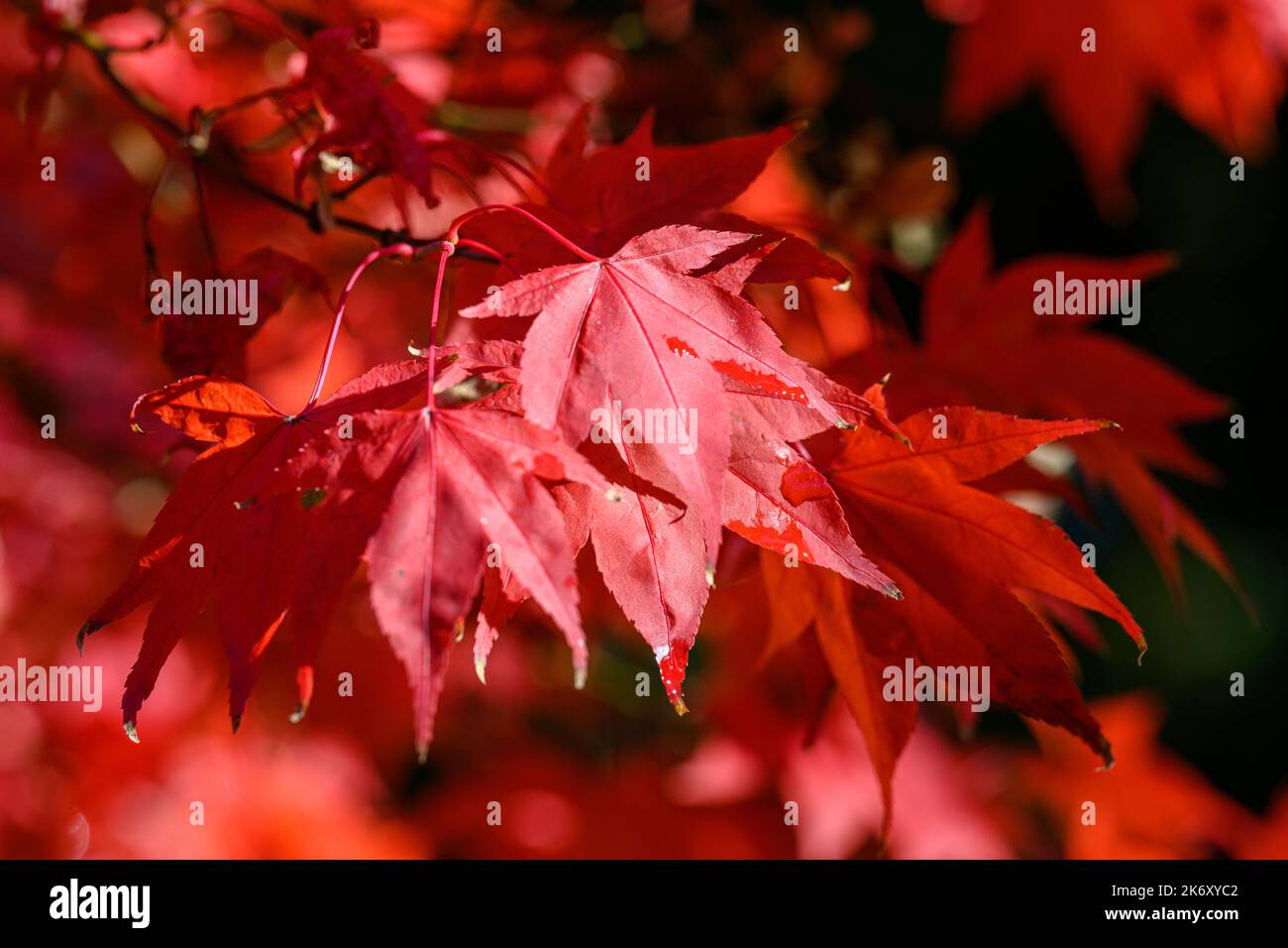 La caduta rossa lascia il primo piano Foto Stock