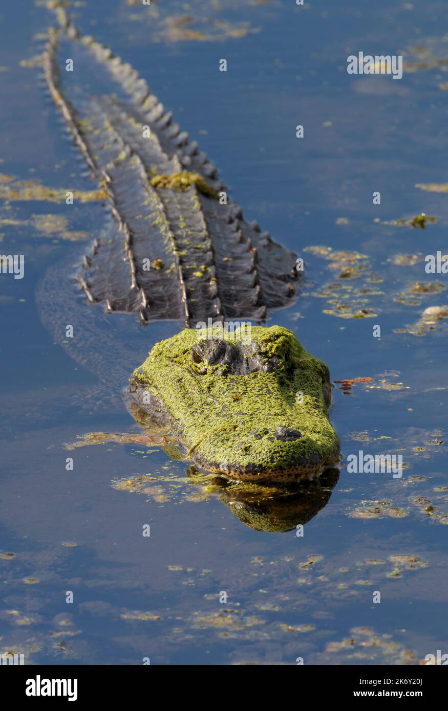 Alligatore nordamericano (Alligator missispiensis) con museruola coperta da alghe, Brazos Bend state Park, Needville, Texas, USA. Foto Stock