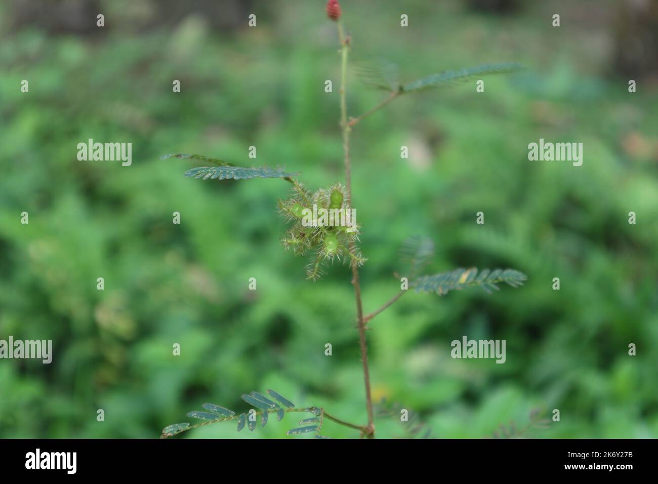 Primo piano di un gruppo di semi immaturi pelosi di una pianta sensibile (Mimosa Pudica), nota anche come pianta di Nidikumba Foto Stock