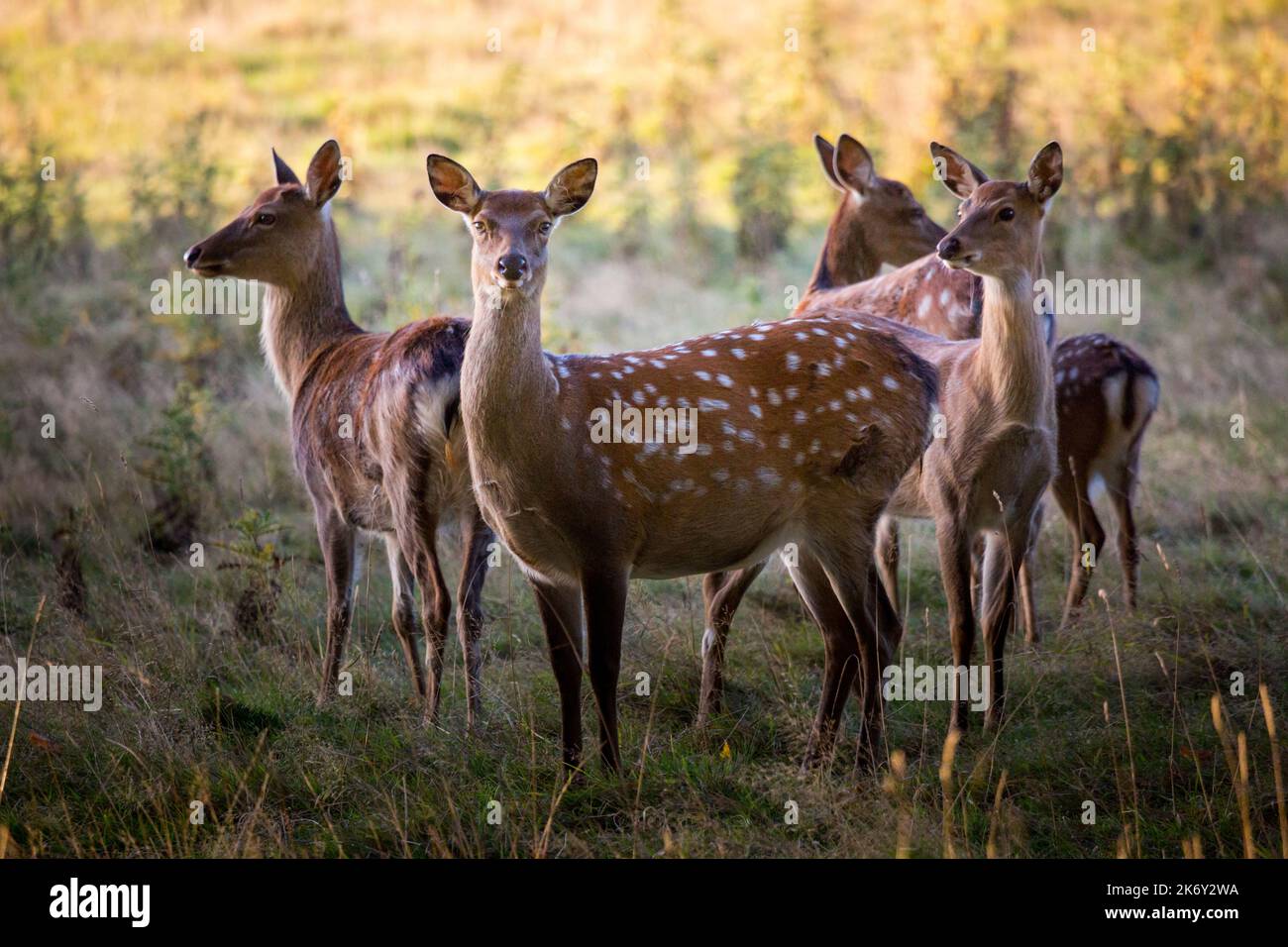 Daini, (Dama Dama), Comune: castagno rivestire con mottles bianco è più pronunciato in estate con una molto più scuri, immacolata ricoprire d'inverno. Foto Stock