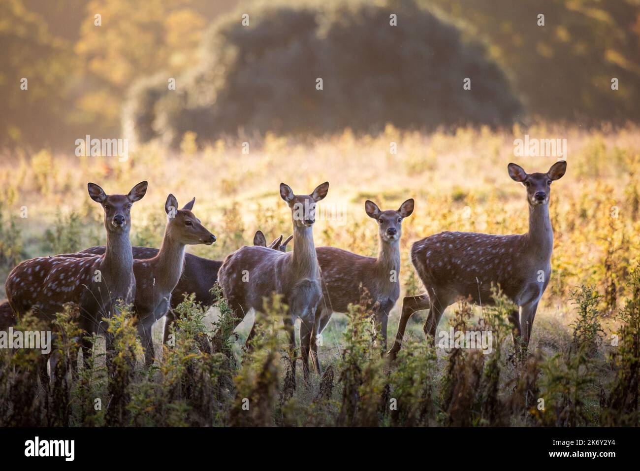 Daini, (Dama Dama), Comune: castagno rivestire con mottles bianco è più pronunciato in estate con una molto più scuri, immacolata ricoprire d'inverno. Foto Stock