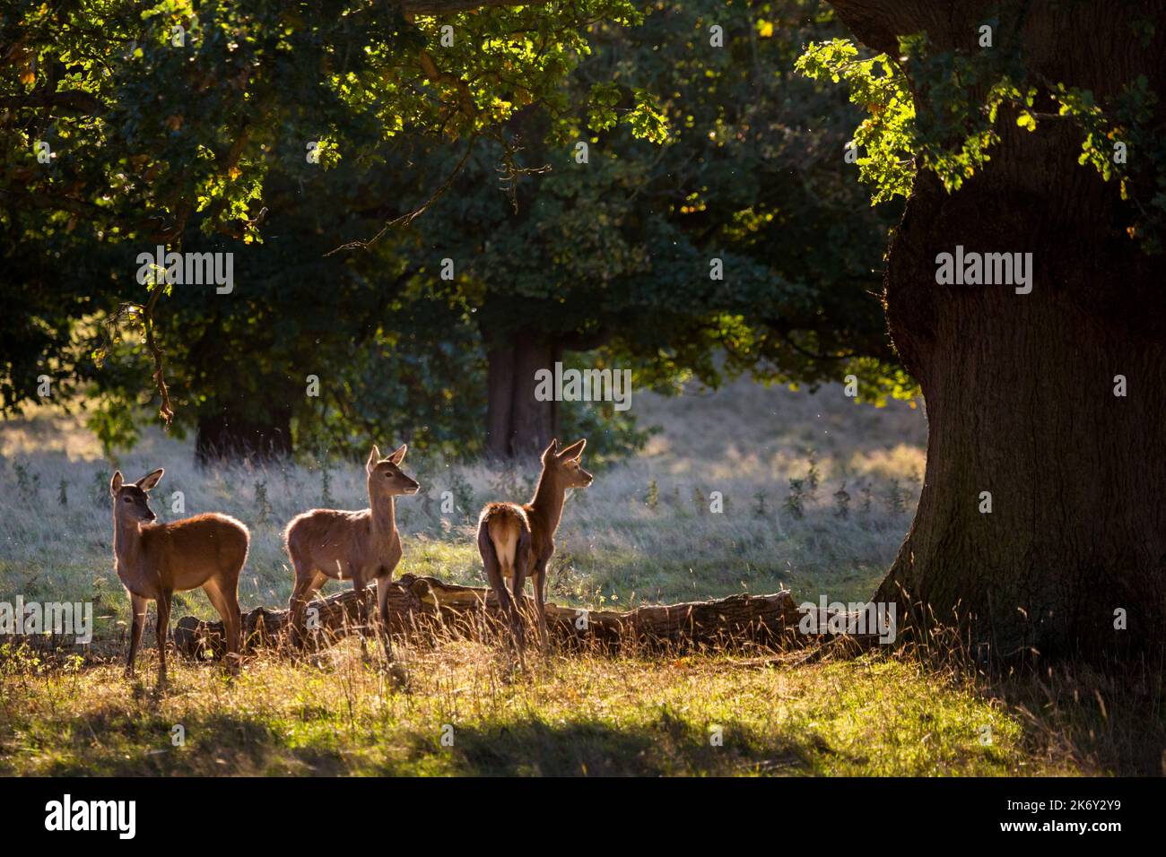 Branco di cervi in un parco di cervi nella campagna inglese all'inizio dell'autunno Foto Stock