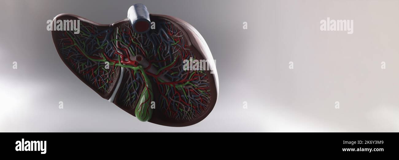 Modello plastico del fegato in una sezione su sfondo grigio Foto Stock