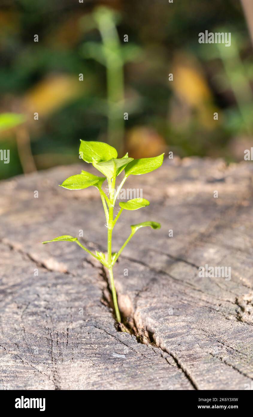 Un piccolo albero verde cresce dal ceppo visitato Foto Stock