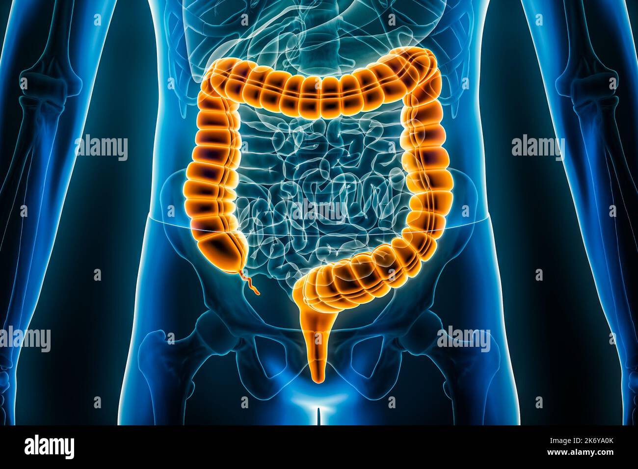 Intestino crasso o colon o viscere 3D che rendono l'illustrazione in primo piano. Sindrome dell'intestino irritabile, anatomia, medico, biologia, scienza, sanità, patho Foto Stock