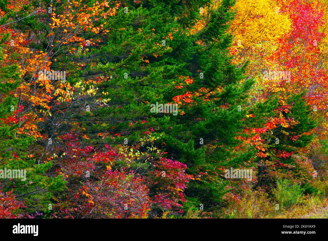 Fogliame autunnale in una foresta mista settentrionale di latifoglie nelle Pocono Mountains della Pennsylvania Foto Stock