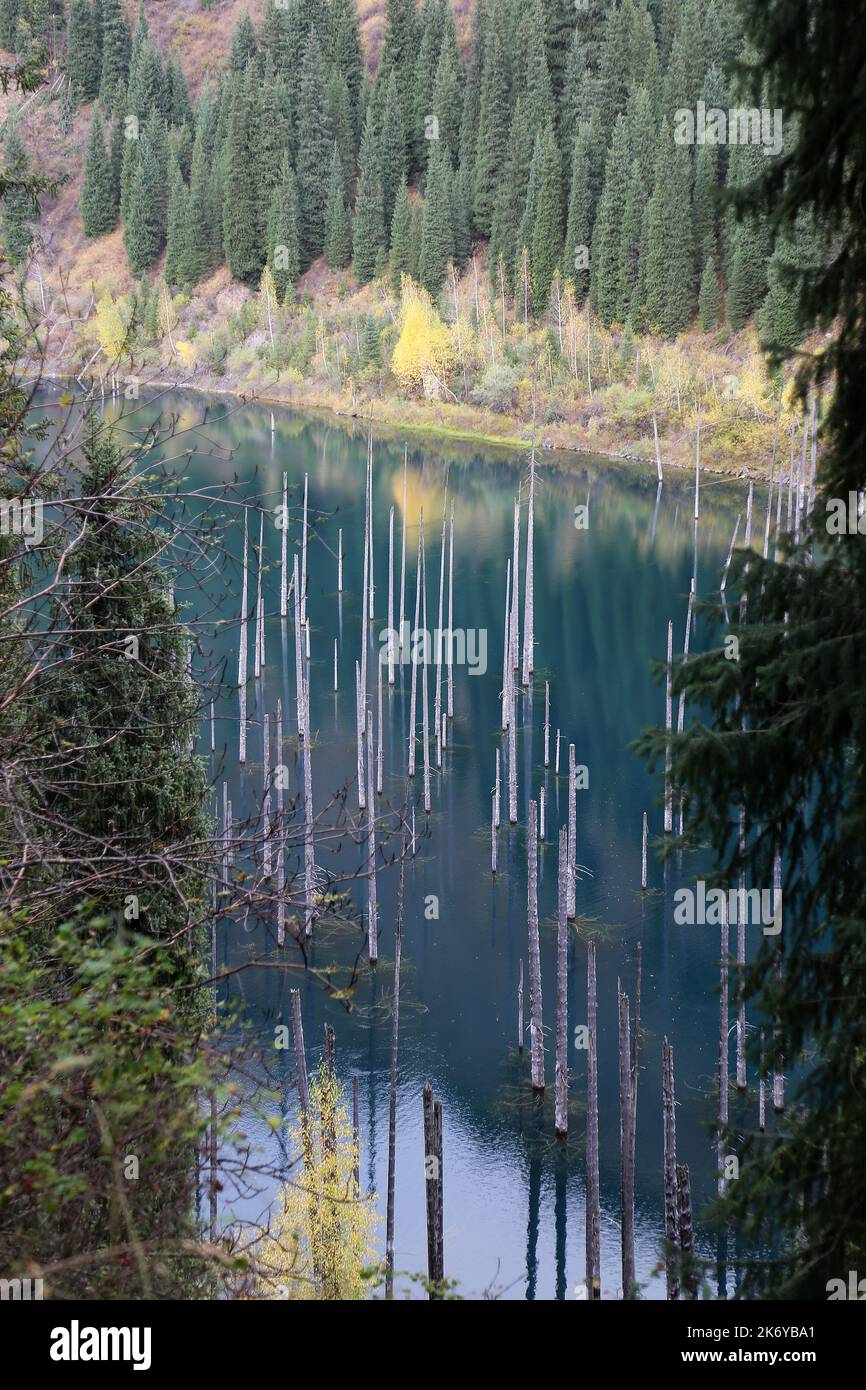 Lago Kaindy 'foresta di betulla unken', Parco Nazionale dei Laghi di Kolsay, Saty, Monti Tien Shan, Regione di Almaty, Kazakhstan, Asia centrale Foto Stock